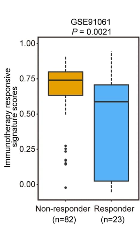 Open access visualization of Box Plot, Immunotherapy Response, Enrichment Score, Wilcoxon Rank-sum Test