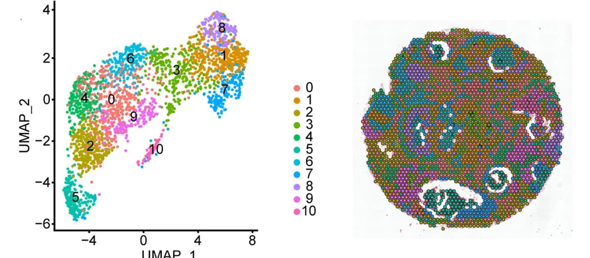 Open access visualization of Scatter Plot, UMAP, Microscopy, Spatial Transcriptomic Data, Clustering