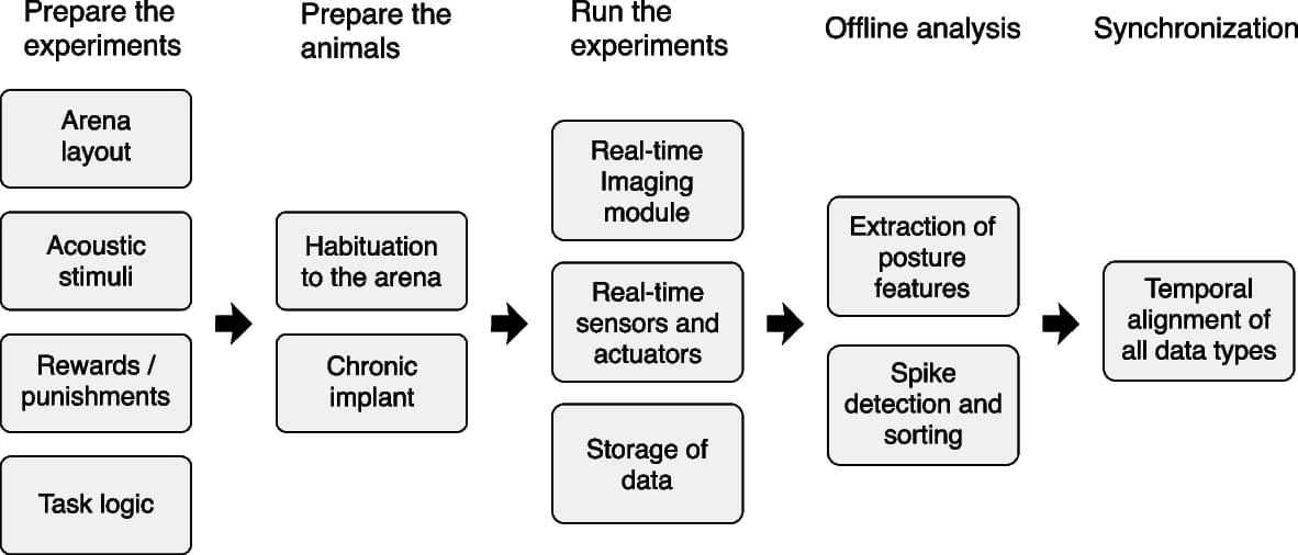 Open access visualization of Workflow, Flowchart, Behavioral Experiments, Auditory Task, Electrode Implantation