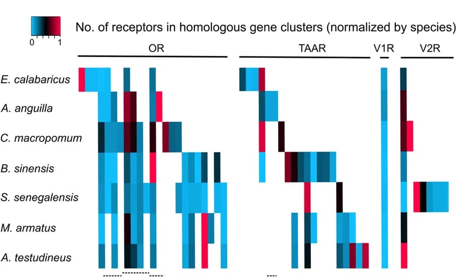 Open access visualization of Heatmap, Receptor Genes, Genomic Cluster, Homologous Gene Clusters, Genomic Rearrangements