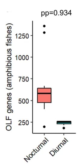 Open access visualization of Box Plot, OLF Repertoire Size, Nocturnal Fishes, Diurnal Fishes, Amphibious Fishes
