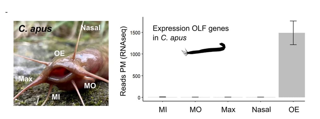 Open access visualization of Bar Plot, Error Bars, Photo, C. apus, Olfactory Epithelium