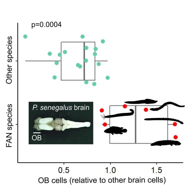 Open access visualization of Scatter Plot, Box Plot, Photo, Olfactory Bulb Cells, FAN Species