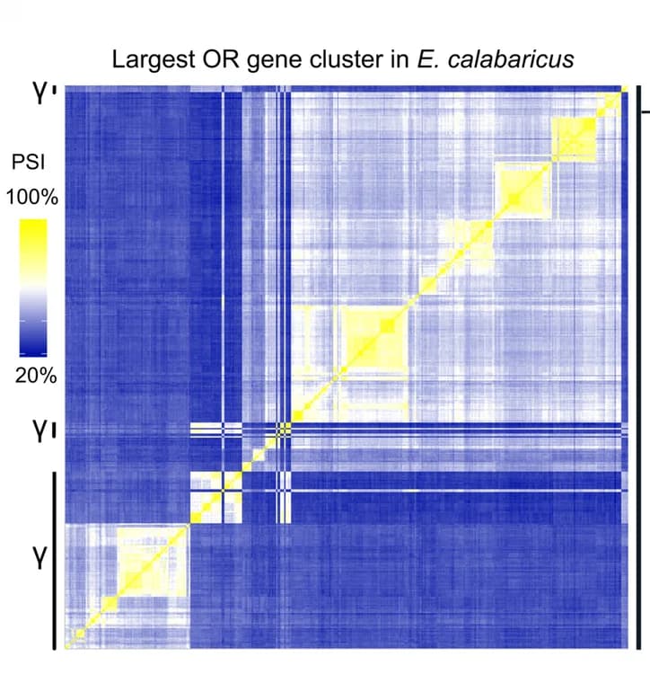 Open access visualization of Heatmap, Clustered, gamma-OR genes, Gene cluster, Teleost