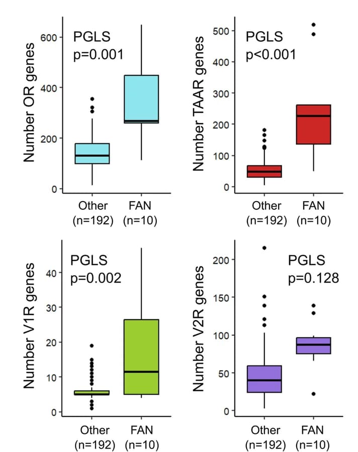 Open access visualization of Box Plot, Gene number, OLF Receptor, Phylogeny, FAN Species