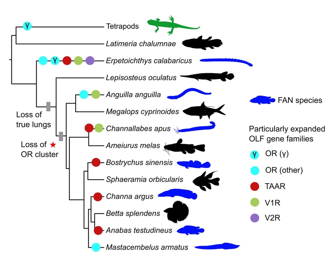 Open access visualization of Illustration, Flowchart, OLF Gene, FAN lineages, Taxonomic family