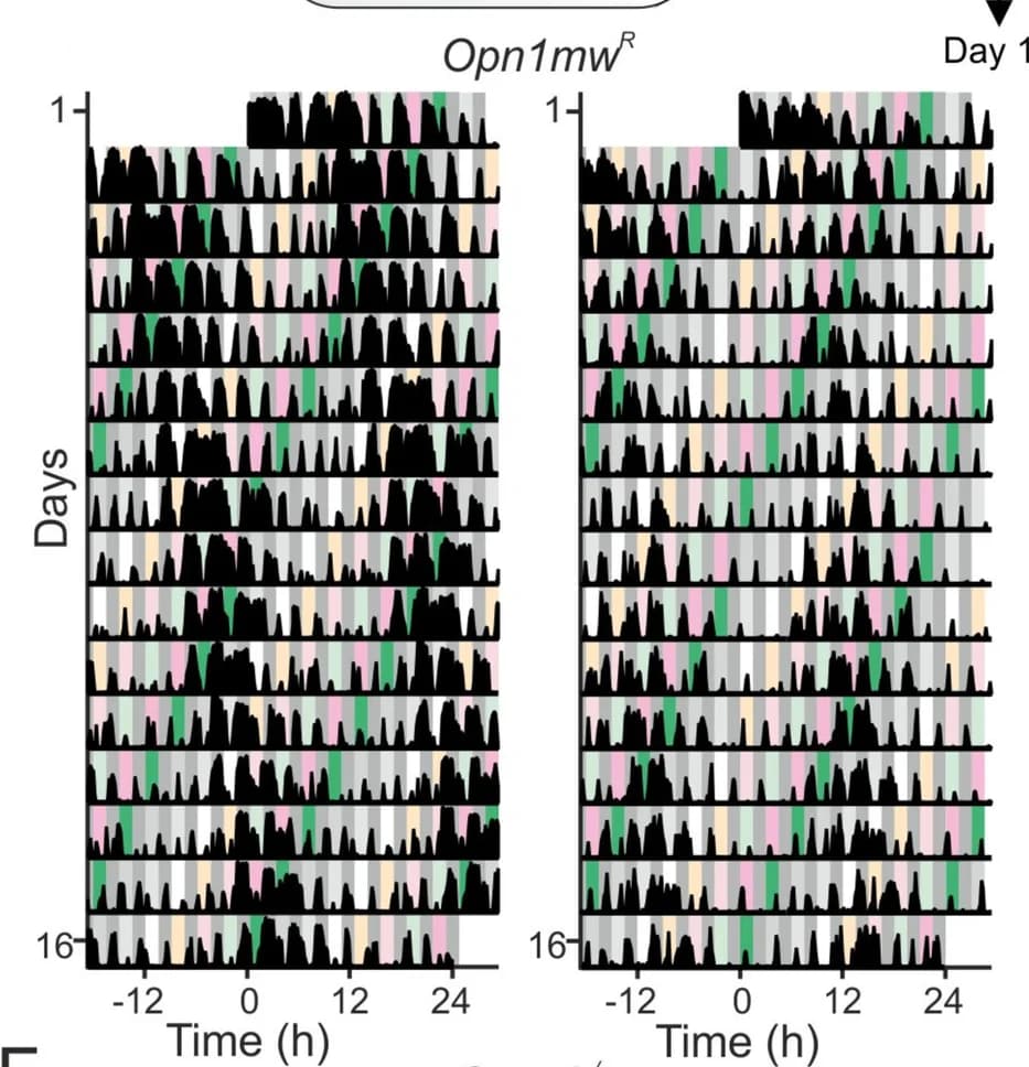 Open access visualization of Line Plot, Line Step, PIR activity records, Opn1mw R mice
