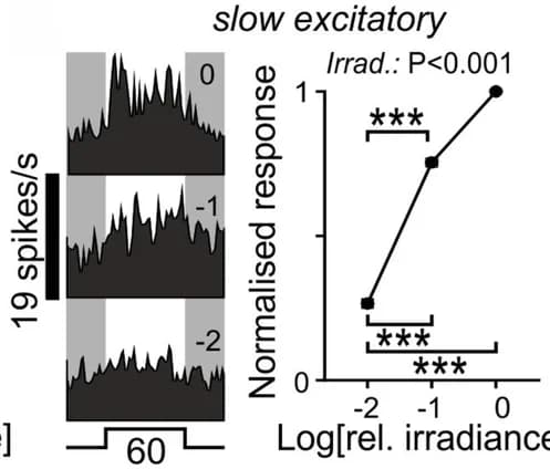 Open access visualization of Line Plot, Neuron responses, Population responses, Light steps, Excitatory cells