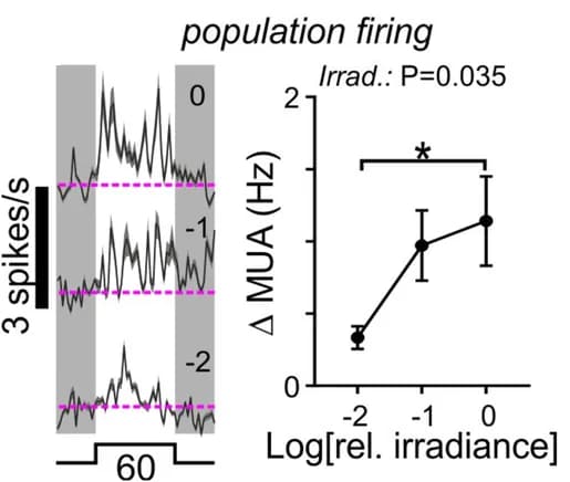 Open access visualization of Line Plot, Error Bars, Multiunit activity traces, Light-evoked firing, Supraventricular zone