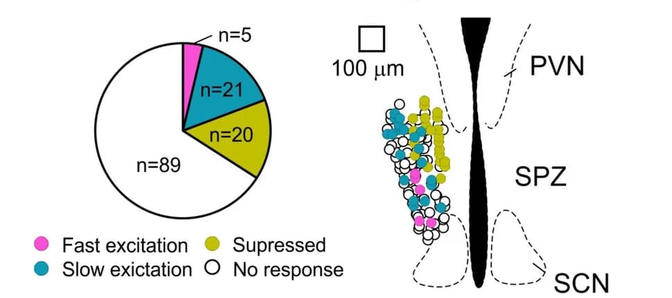 Open access visualization of Pie Chart, Scatter Plot, Illustration, Single units, Light response types