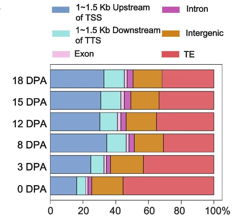 Open access visualization of Stacked Bar Plot, DHS, Cotton Genome, Genomic Location