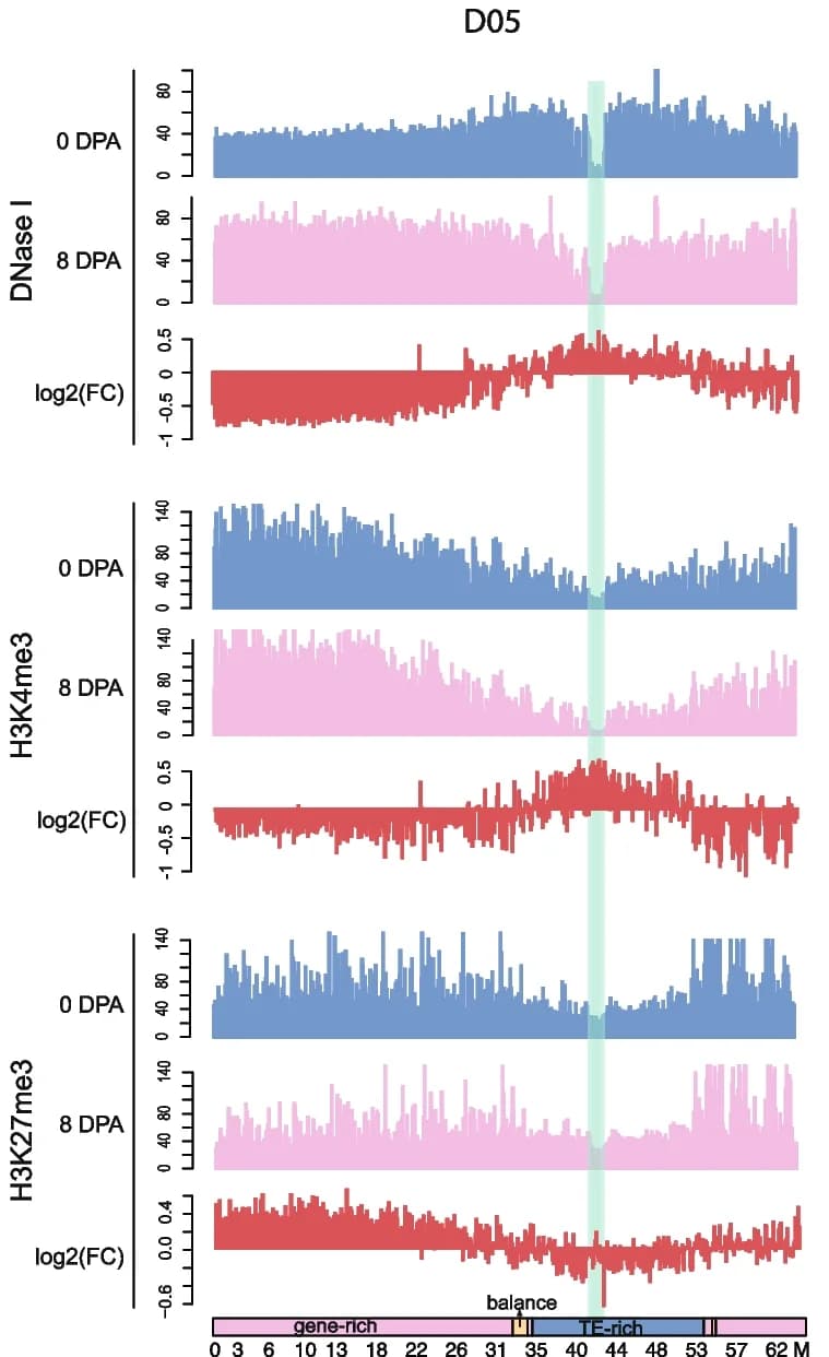 Open access visualization of Line Plot, DNase-seq, H3K4me3, H3K27me3, Chromosome