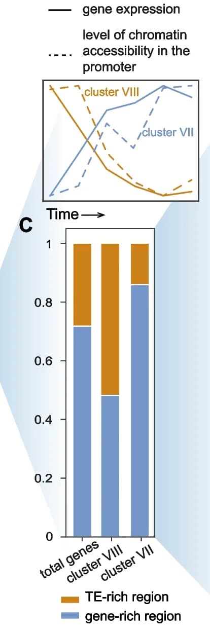 Open access visualization of Stacked Bar Plot, Line Plot, Transcript level, Promoter, Genes