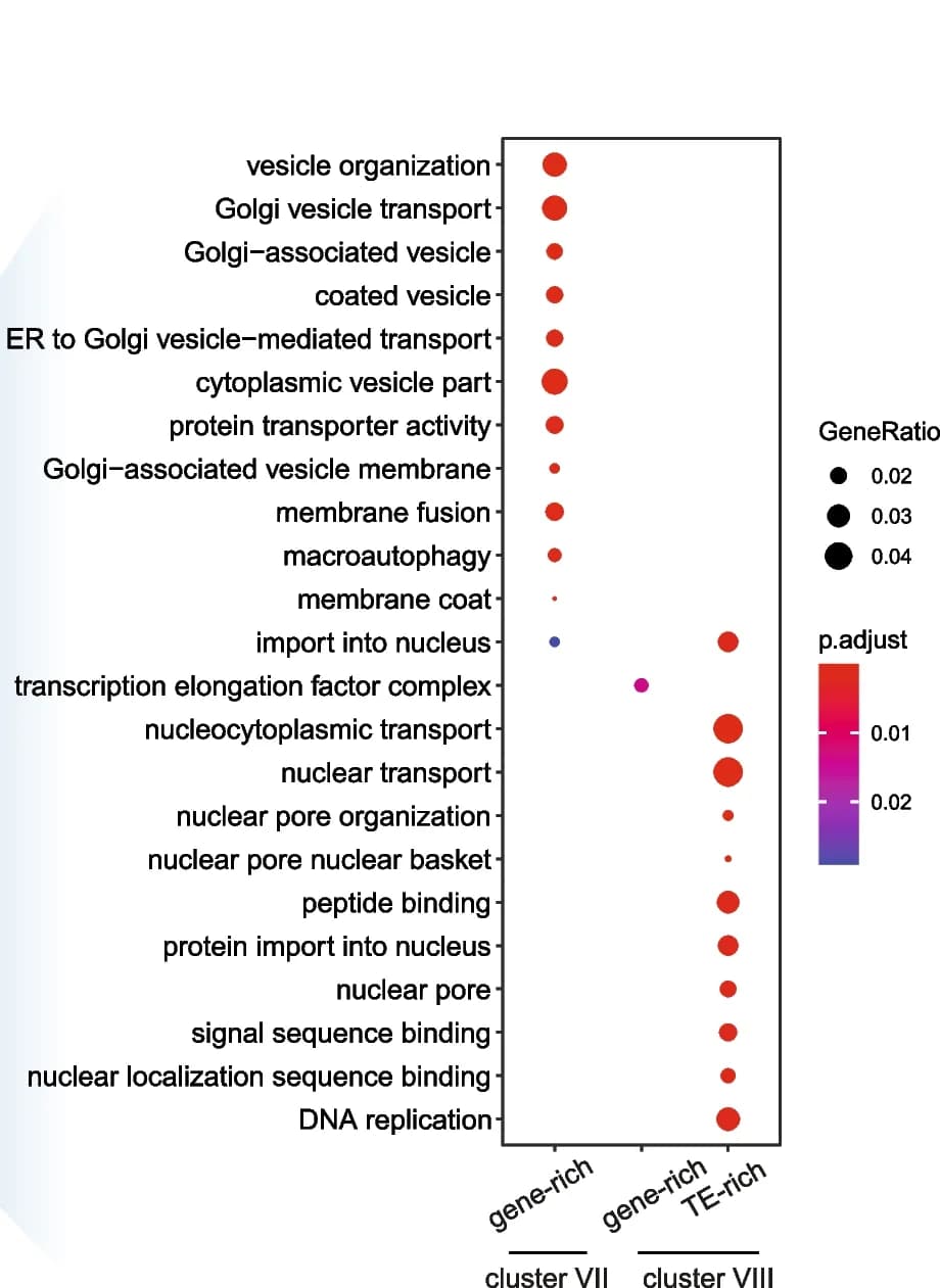 Open access visualization of Bubble Plot, Volcano Plot, Gene Ontology, GO terms, Genes