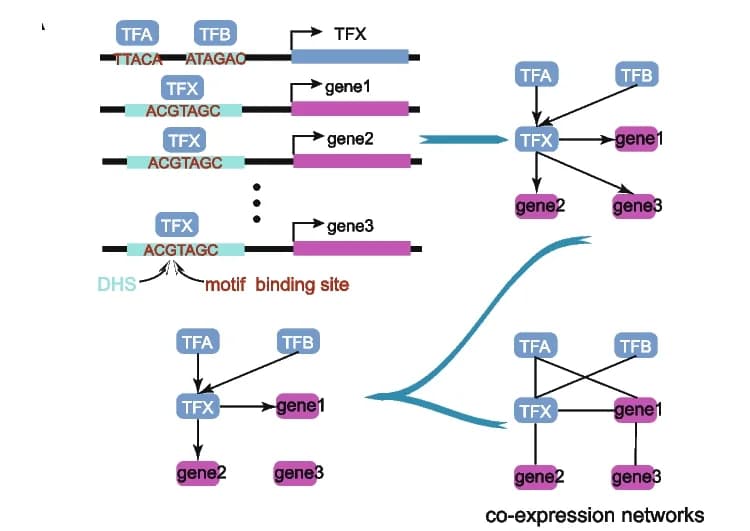 Open access visualization of Network, Pathway, Transcription factor regulatory network, Motif binding site, DHSs