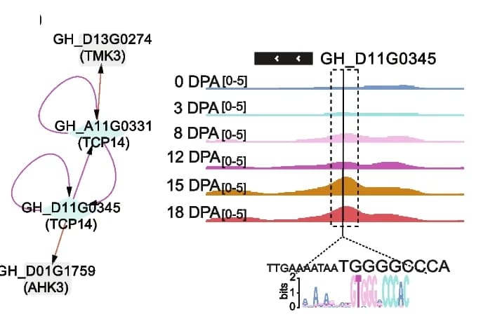 Open access visualization of Line Plot, Network, DNase-seq tracks, Transcription factor interactions, Cotton transcription factor regulatory network