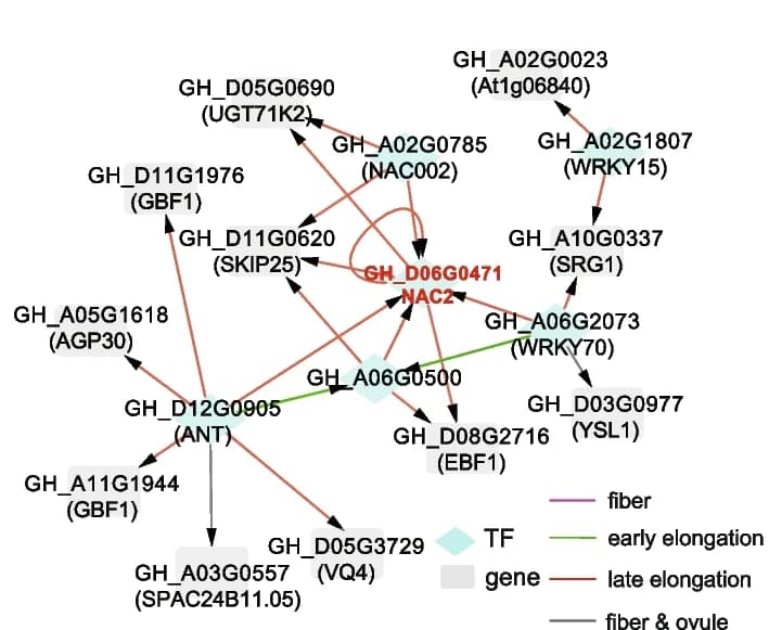Open access visualization of Pathway, Subnetworks, Stress-related NAC2, Transcription factors, Genes