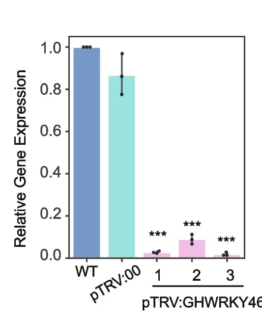 Open access visualization of Bar Plot, Error Bars, Transcript Levels, GhWRKY46, Systemic Leaves