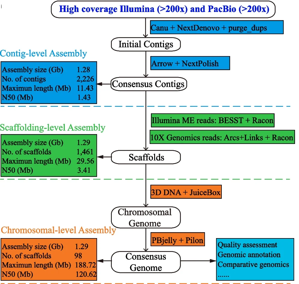 Open access visualization of Workflow, Flowchart, Genome assembly pipeline