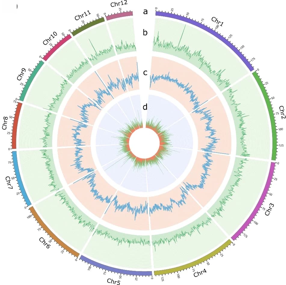 Open access visualization of Line Plot, Genomic features, Chromosomes, GC density, Repeat density