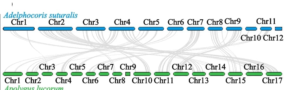 Open access visualization of Sankey, Chord, Syntenic comparison, Transcriptome data, Syntenic gene pairs