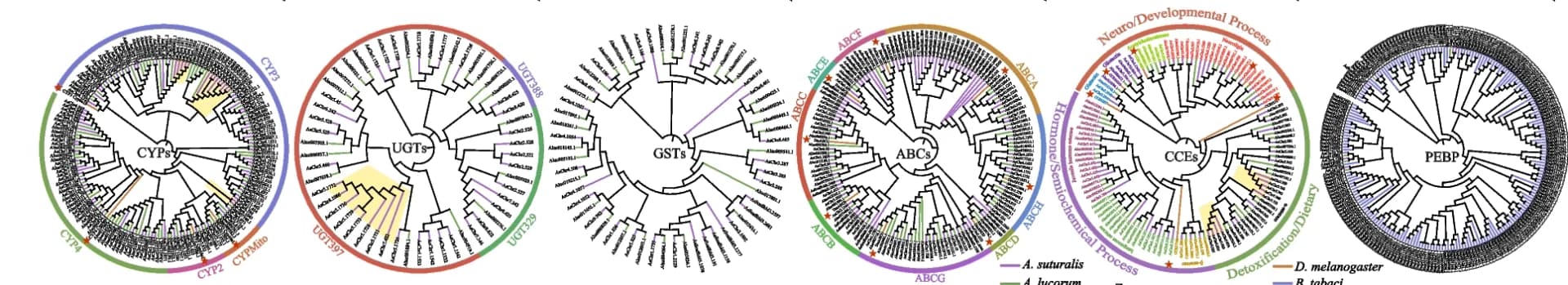 Open access visualization of Network, Pathway, Phylogenetic Tree, Cytochrome P450, UDP-glucuronosyltransferase