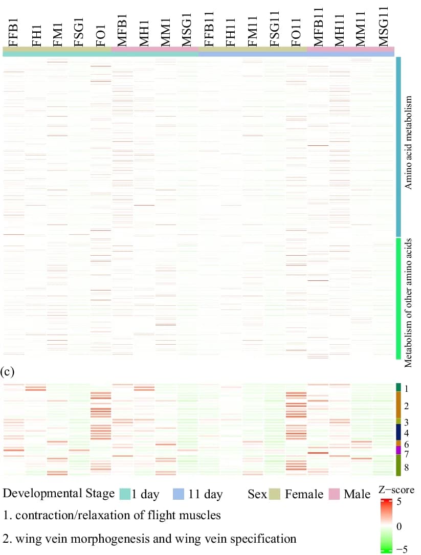 Open access visualization of Heatmap, Amino Acid Metabolism, Gene Expression, Tissues, Developmental Stages