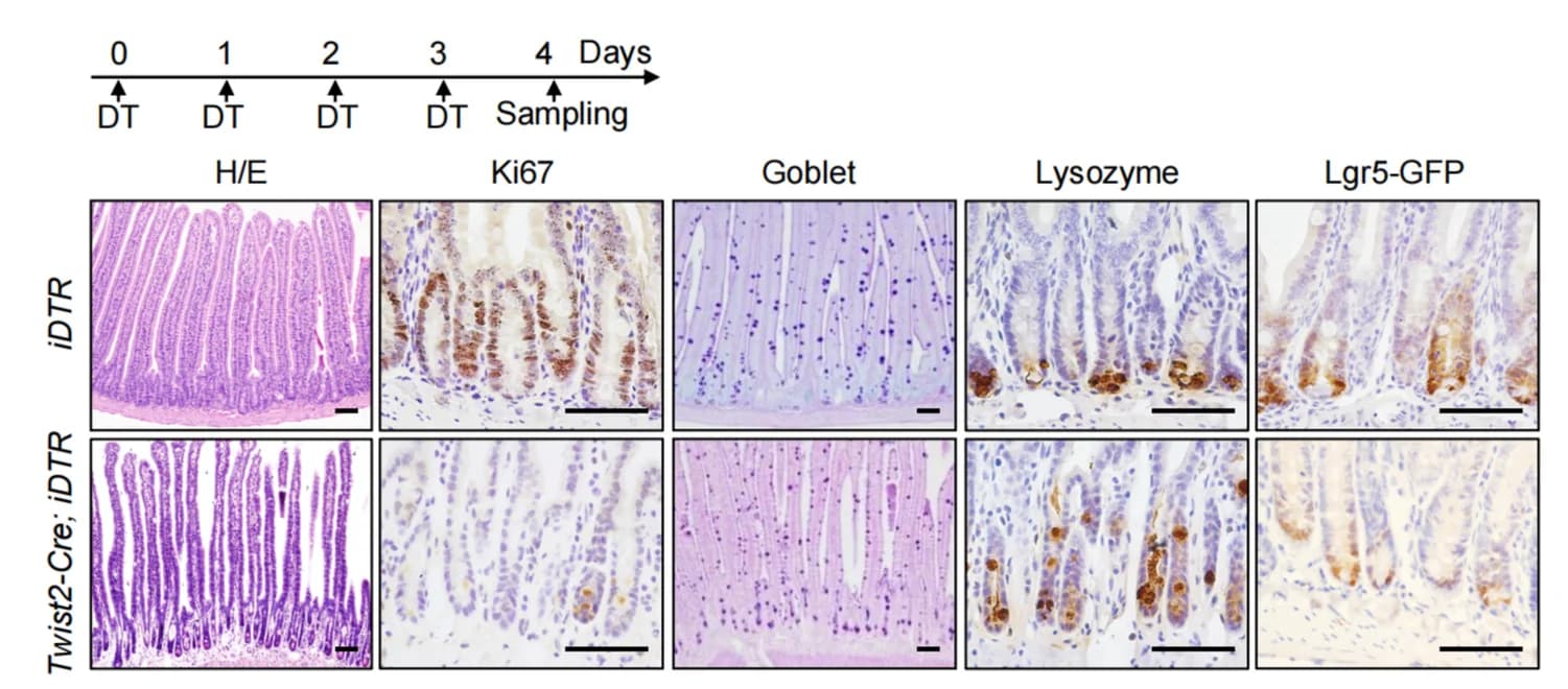 Open access visualization of Microscopy, H/E staining, Ki67 staining, Goblet cells, Lysozyme
