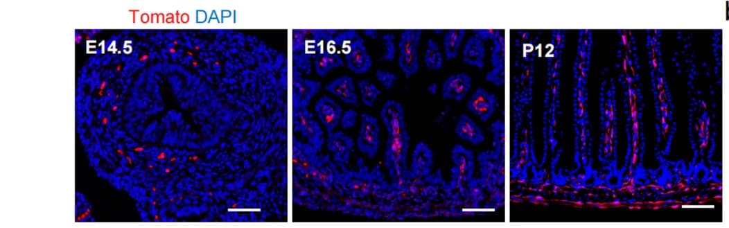 Open access visualization of Microscopy, Twist2 lineage cells, Mouse Intestines, Immunofluorescence