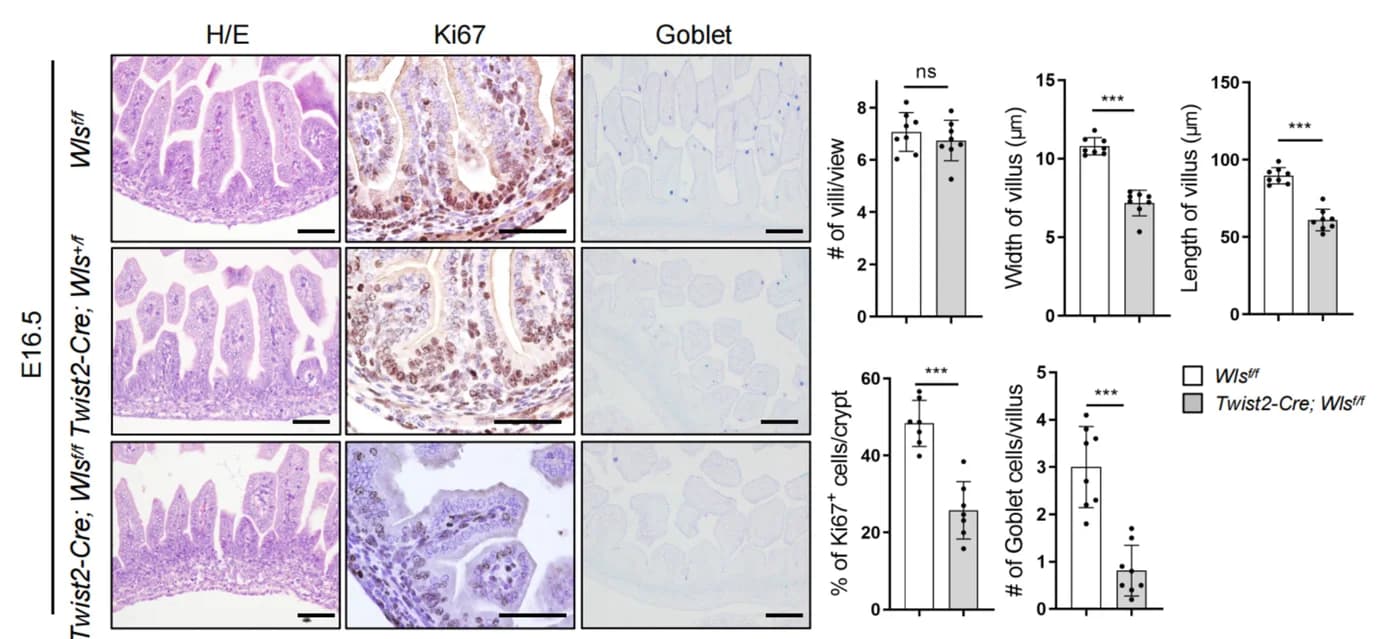 Open access visualization of Bar Plot, Error Bars, Microscopy, H/E Staining, Ki67 Staining