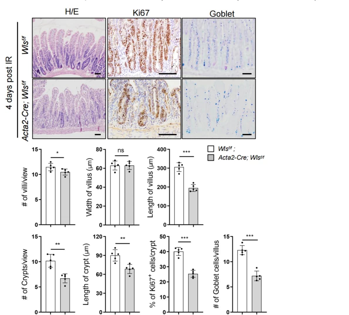 Open access visualization of Bar Plot, Photo, Microscopy, Acta2-Cre; Wls f/f Mice, Crypt Regeneration