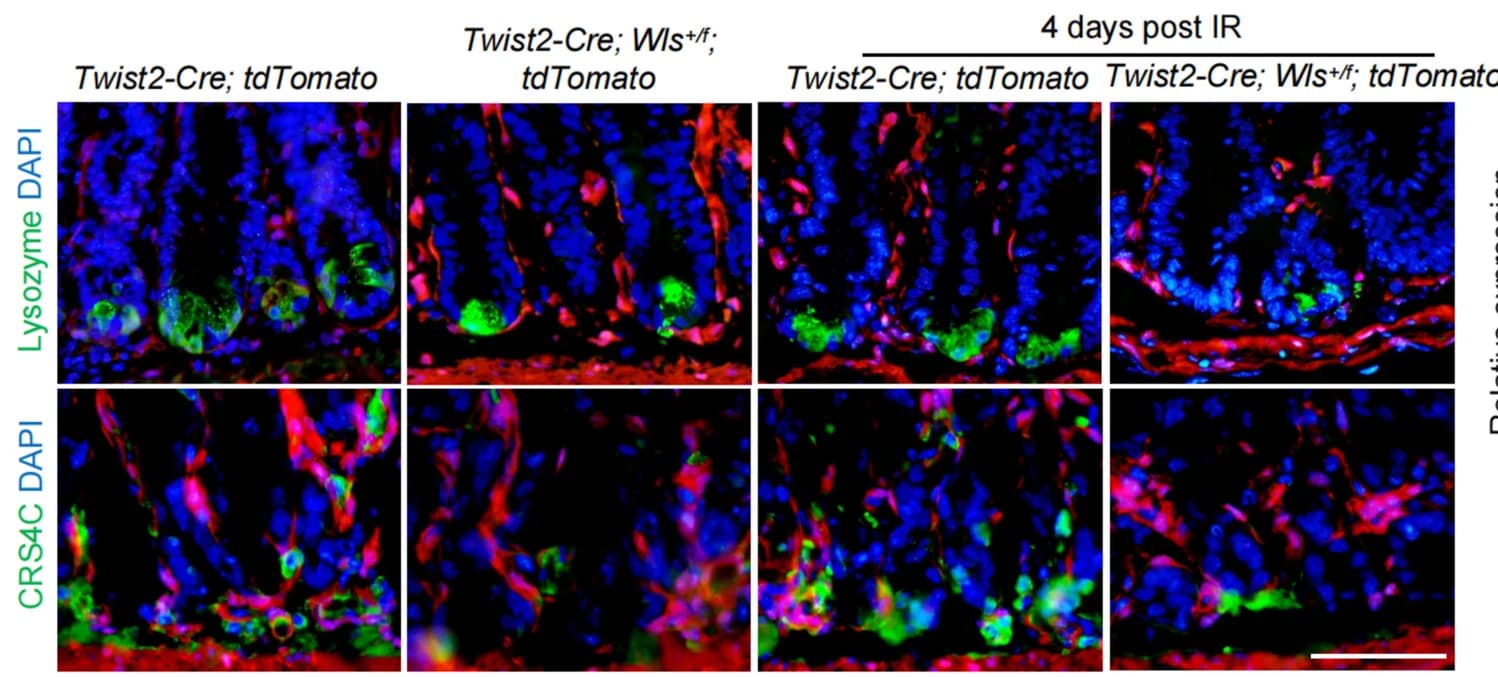 Open access visualization of Microscopy, Paneth Cells, AMPs, Regenerating Villi, Twist2-Cre; Wls + /f Mice