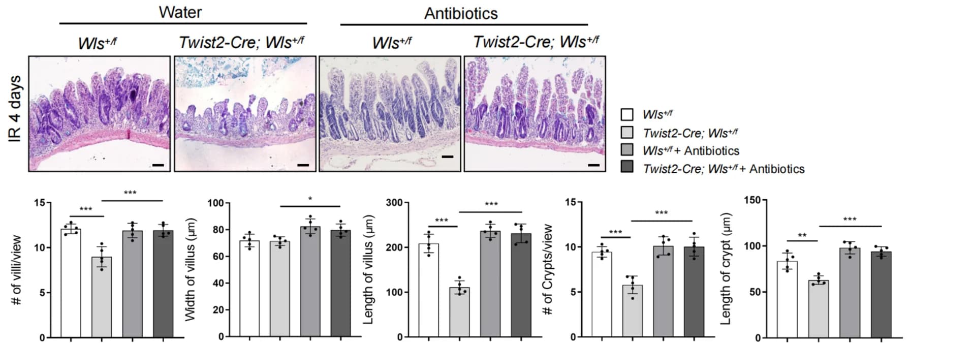 Open access visualization of Bar Plot, Error Bars, Microscopy, Crypt Regeneration Defects, Twist2-Cre; Wls . + /f Mice