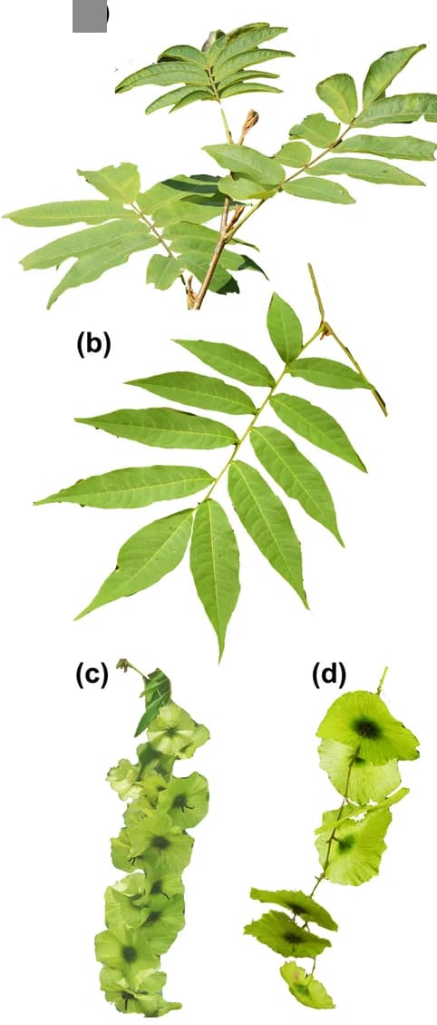 Open access visualization of Photo, Mature Leaves, Diploid C. paliurus