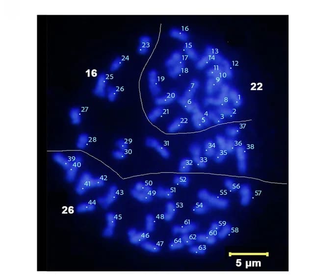 Open access visualization of Microscopy, Mitotic Metaphase, Chromosomes, Tetraploid C. paliurus, DAPI Staining