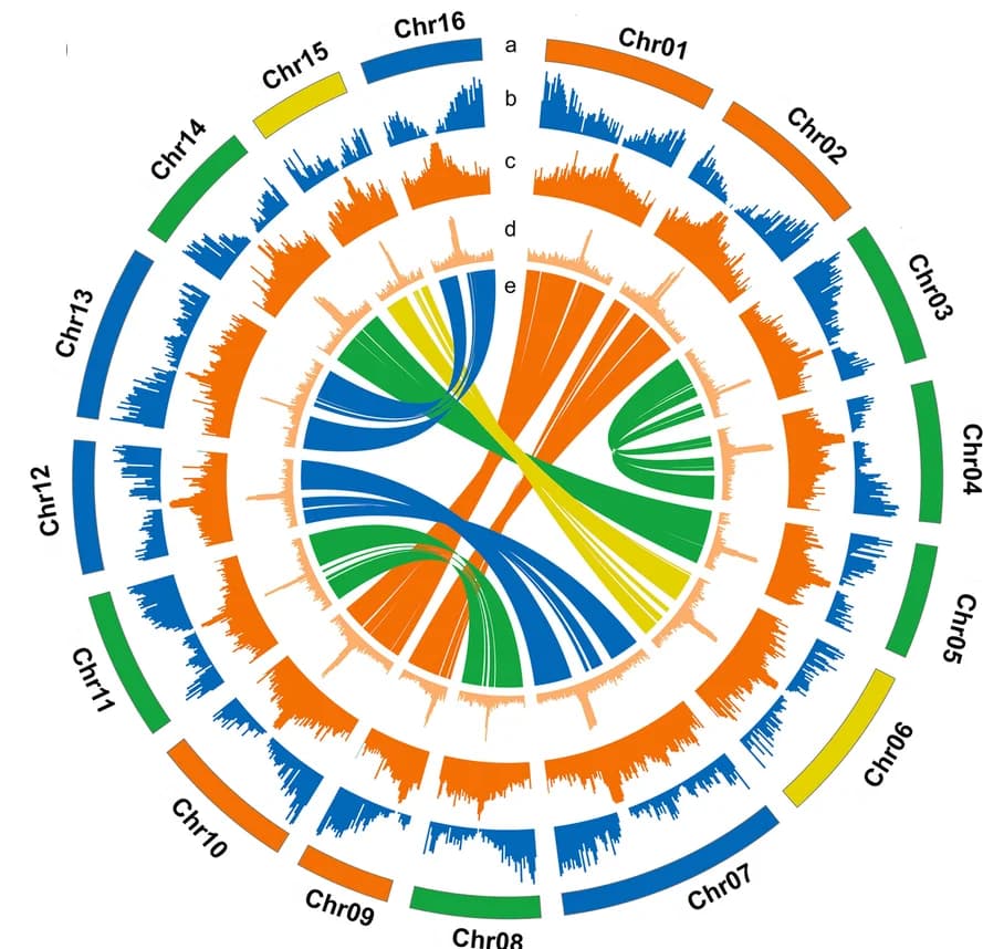 Open access visualization of Chord, Bar Plot, Genome, Diploid, Circos Plot