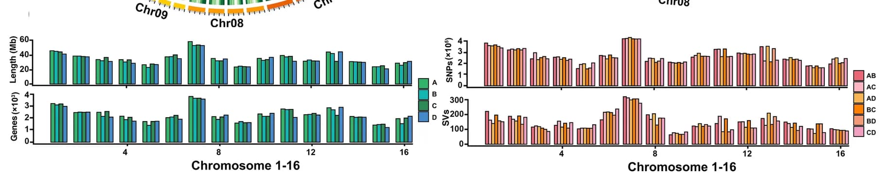 Open access visualization of Bar Plot, Clustered, Monoploid Chromosomes, Chromosome Length, Gene Number