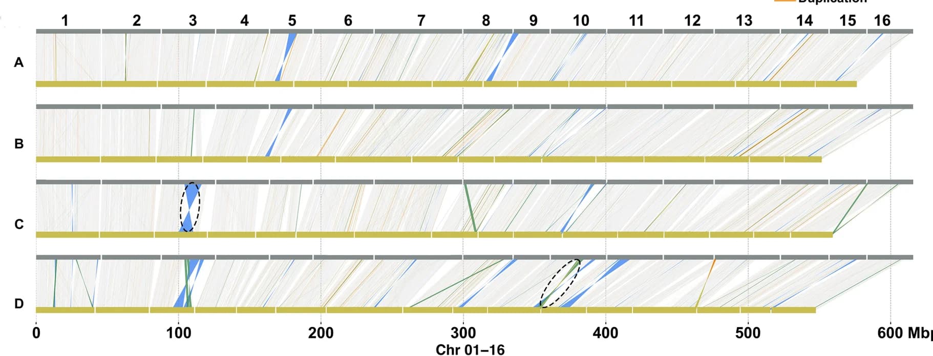 Open access visualization of Sankey, Structural Variations, Chromosome, Diploid, Autotetraploid