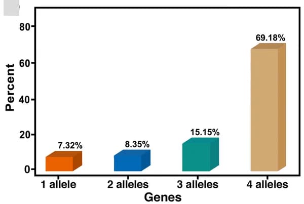 Open access visualization of Bar Plot, Alleles, Autotetraploid Genome, Genes