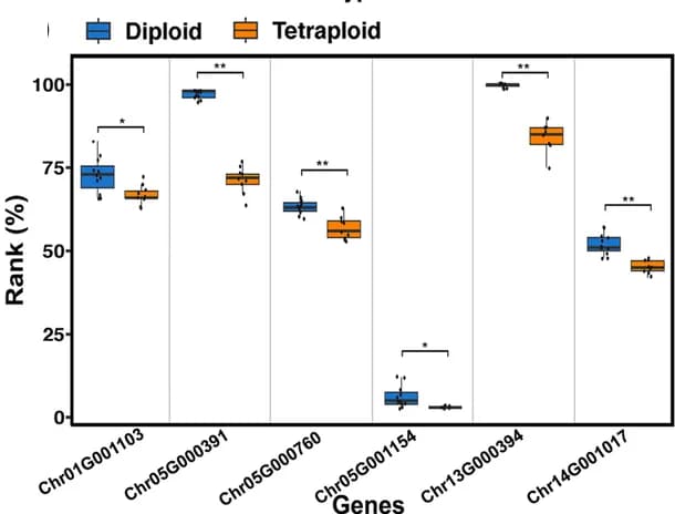 Open access visualization of Box Plot, Scatter Plot, Gene Expression, Sulfotransferase, 1,3-beta-D-glucan Synthase