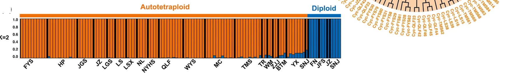 Open access visualization of Bar Plot, Clustered, Structure analysis, C. paliurus samples, Mixed-ploidy