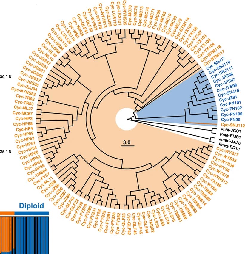 Open access visualization of Network, Pathway, Phylogeny tree, Autotetraploids, Diploids