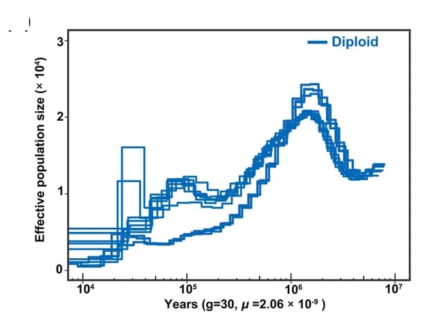 Open access visualization of Line Plot, Line Step, Population size, Diploid samples, PSMC