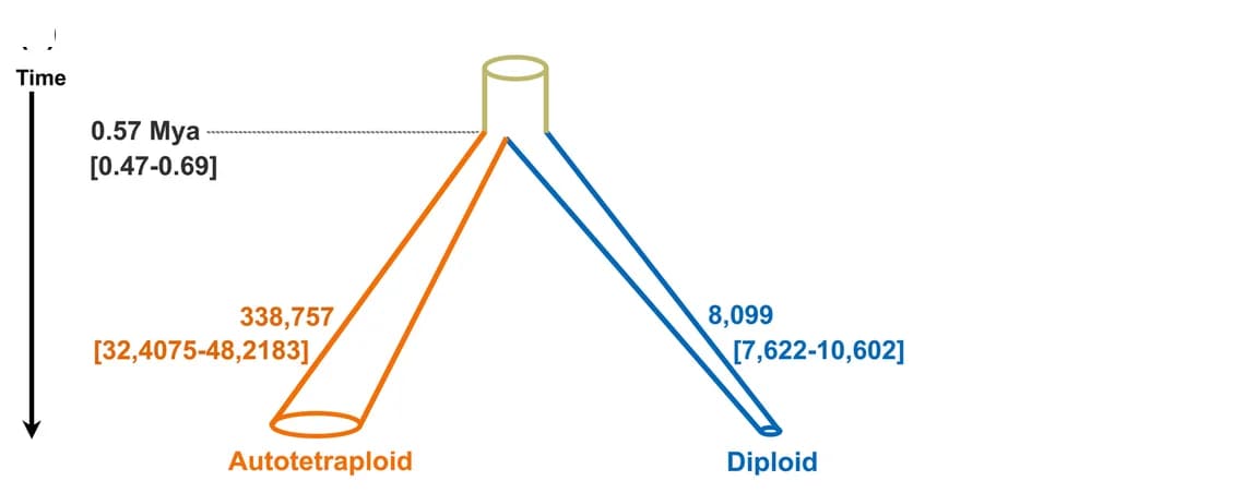 Open access visualization of Flowchart, Divergence times, Population sizes, Autotetraploids, Diploids