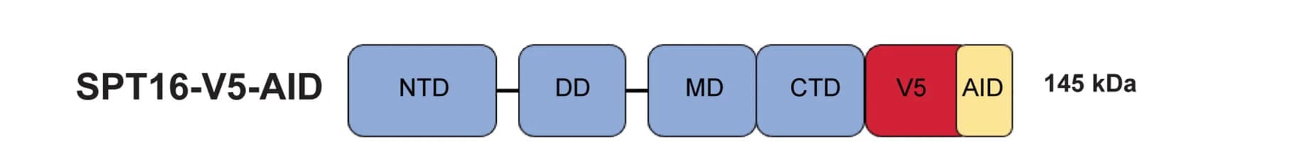 Open access visualization of Illustration, Auxin-inducible Degron, SPT16 Protein, Protein Domains