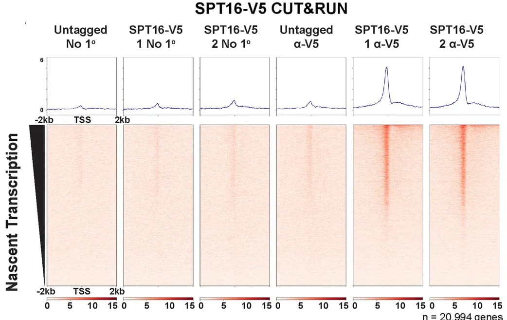 Open access visualization of Heatmap, Line Plot, SPT16-V5 CUT&RUN, Transcription Start Sites, TT-seq Data