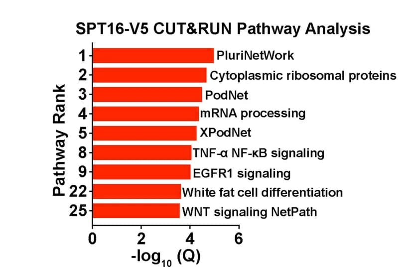 Open access visualization of Bar Plot, SPT16-V5 CUT&RUN, Pathway Analysis, mRNA Loci, Genic Regions
