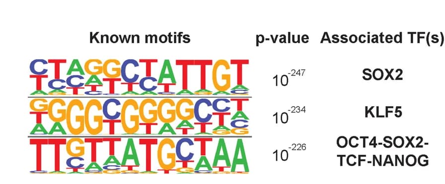 Open access visualization of Illustration, SPT16-V5 CUT&RUN, Sequence Motifs, HOMER