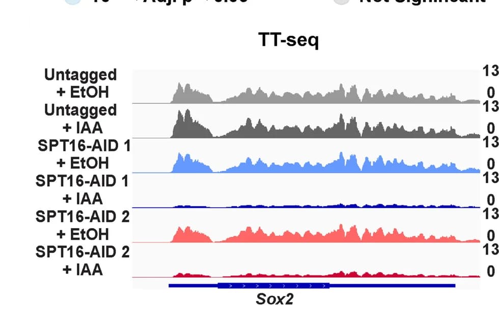 Open access visualization of Line Plot, IGV Genome Browser, mRNA Abundance, RNA-seq, Sox2 Gene