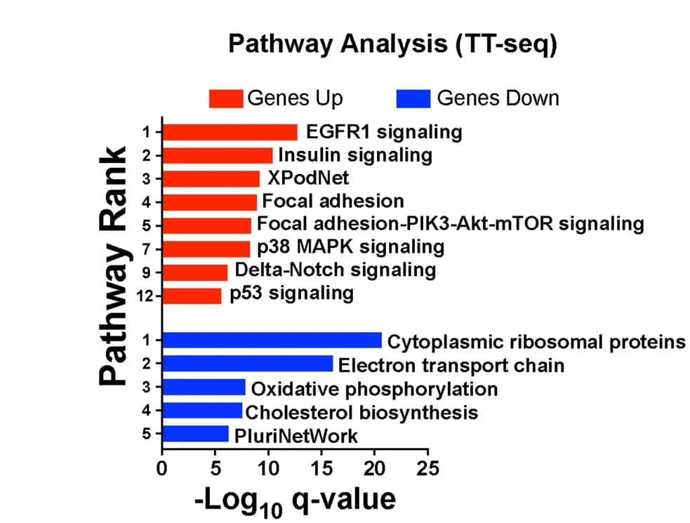 Open access visualization of Bar Plot, Pathway Analysis, Differentially Expressed Genes, SPT16 Depletion, Enrichment Ranking